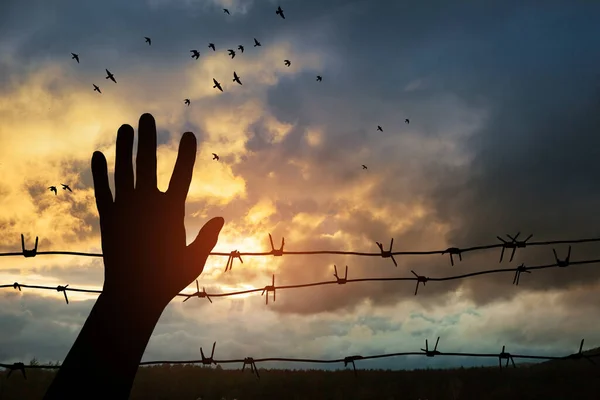 Holocaust Remembrance Day January Silhouette Hand Barbed Wire Background Sunset — Foto de Stock