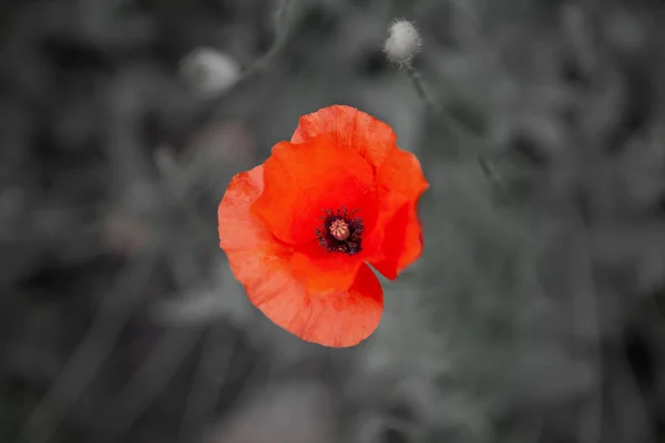 Dzień Anzaka Dzień Pamięci Czerwony Mak Kwiat Polu Maku Desaturated — Zdjęcie stockowe