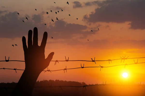 ホロコースト記念日 飛行鳥と日没の背景に有刺鉄線と手のシルエット ポスター バナーデザイン — ストック写真