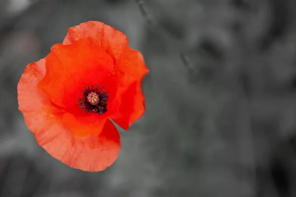 Anzac Day Remembrance Day Red Poppy Flower Poppies Field Desaturated — Stock Photo, Image