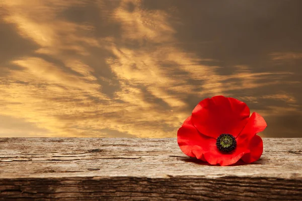 Poppy pin for Remembrance Day. Poppy flower on old beautiful high grain, detailed wood on background of sunset sky.