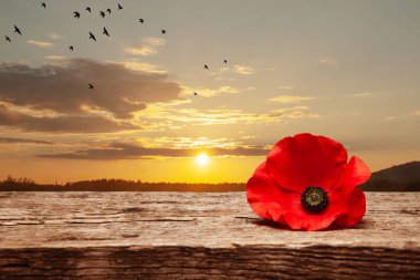 Poppy pin for Remembrance Day. Poppy flower on old beautiful high grain, detailed wood on background of sunset sky with flying bird.