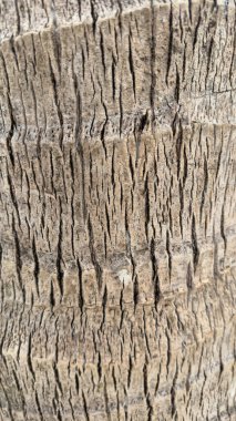 Palmiye ağacının kabuğuna yakın dur. Dikey arkaplan.