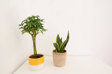 Beyaz arka planı olan beyaz bir yan masada iki ev bitkisi.