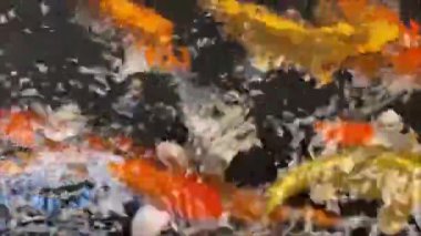 Koi sazan balığının beslenme çılgınlığının bir parçası olarak havuzda yüzmesi.