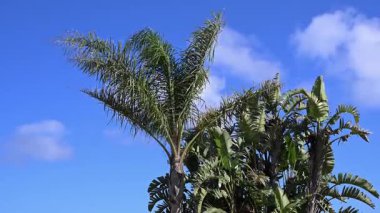 Akdeniz bahçe çalıları ve rüzgarda sallanan palmiyeler