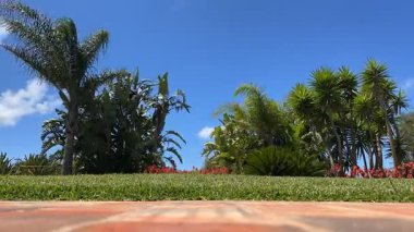 Akdeniz bahçesinde palmiye ağaçlarının üzerinde hareket eden bulutların zamanı