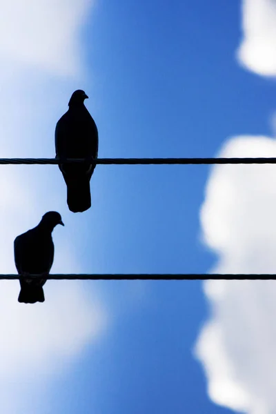 Silhouettes Of Two Birds Standing High On A Wire