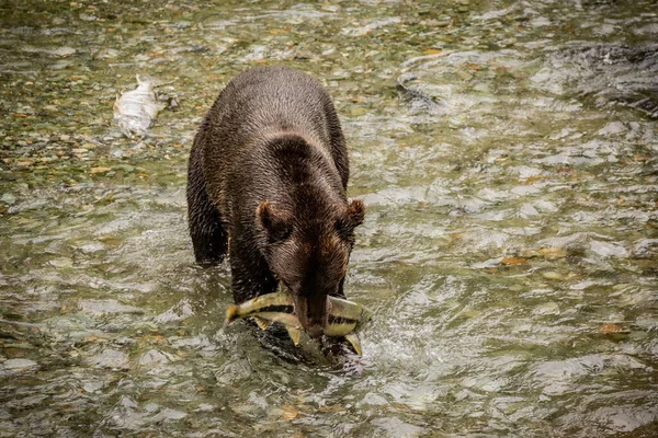 一只黑熊在河里抓鲑鱼阿拉斯加鱼溪 — 图库照片