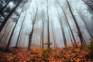 İtalya 'daki Foreste Casentinesi Ulusal Parkı' nda sonbahar bitkisi. Sonbaharda orman