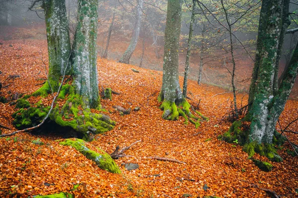 Fall Folliage Foreste Casentinesi National Park Italy Forest Autumn — Stock Photo, Image