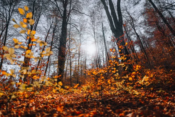Spadek Liści Parku Narodowym Abruzja Włochy Las Jesienią — Zdjęcie stockowe