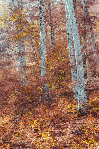 Fall Foliage Abruzzo National Park Italy Forest Autumn — Stock Photo, Image