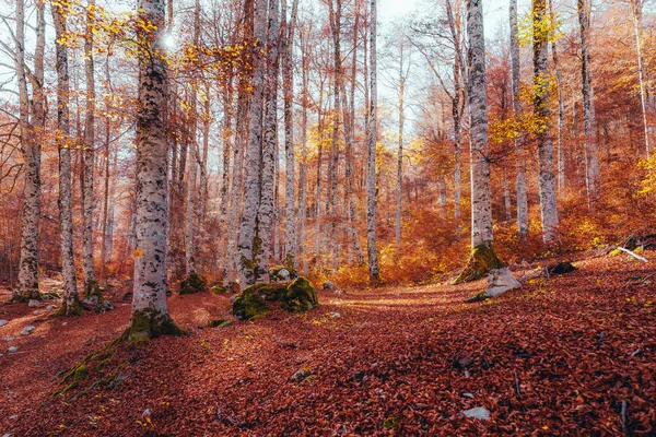 Fall Foliage Abruzzo National Park Italy Forest Autumn — Stock Photo, Image