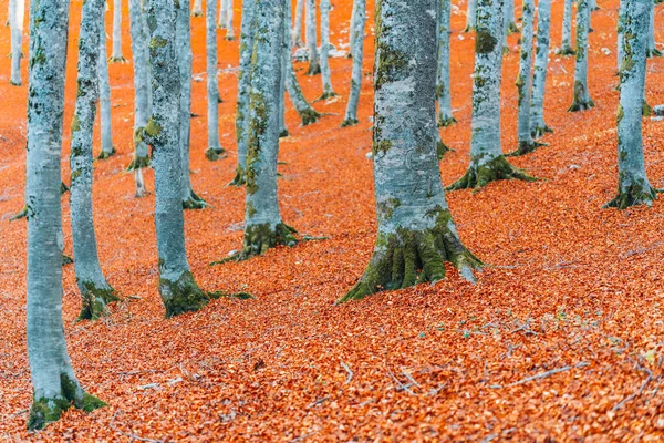Forest Autumn Foliage Forca Acero Abruzzo National Park — Stock Photo, Image