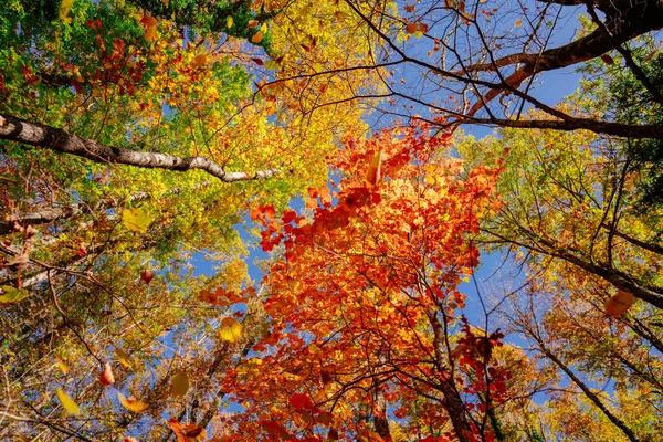 Colourful Autumn Trees Sunny Day Blue Sky Seen Wide Angle — Stock Photo, Image
