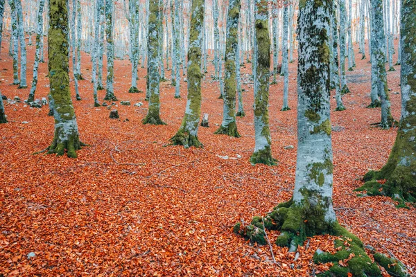 Forest Autumn Foliage Forca Acero Abruzzo National Park — Stock Photo, Image