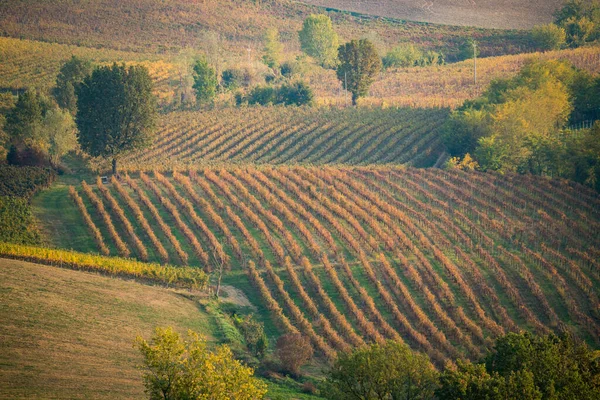 Colli Piacentini Hill Italy Виноградники Пейзажи Осенью Италия — стоковое фото