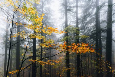 Foreste Casentinesi, İtalya. Sonbaharda orman, gizemli bir ruh hali.. 