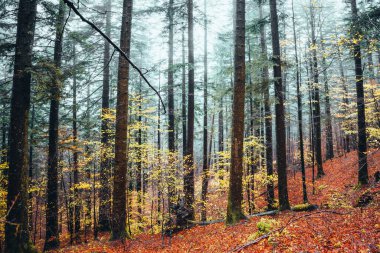 Foreste Casentinesi, İtalya. Sonbaharda orman, gizemli bir ruh hali.. 