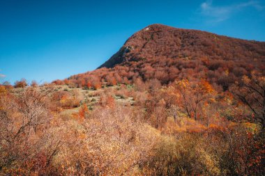 Renkli sonbahar yeşillikleri Parco Nazionale Abruzzo İtalya. Peyzaj