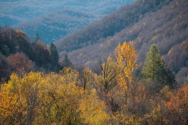 Fargefull Bladverk Fra Høsten Parco Nazionale Abruzzo Italia Landskap – stockfoto