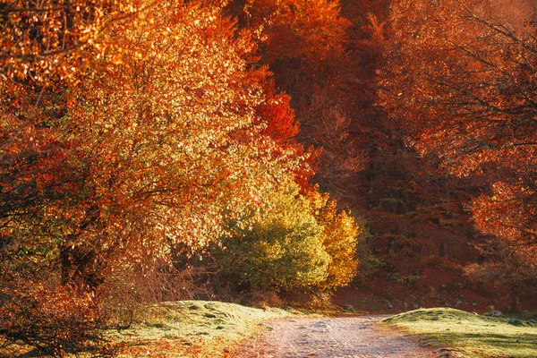 Colorful Autumn Foliage Parco Nazionale Abruzzo Italy Landscape — Stock Photo, Image