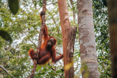 Bornean Orangutan veya Pongo pigmaeus 'un portresi. Endonezya