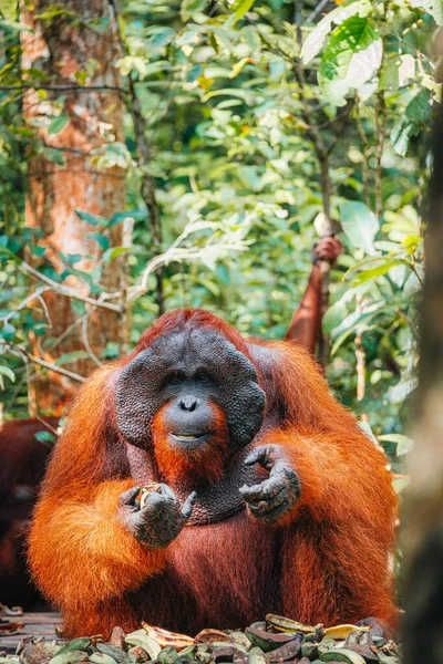 Bornean Orangutanin Tai Pongo Pygmaeuksen Muotokuva Maa — kuvapankkivalokuva