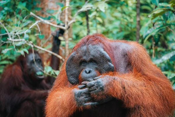 Bornean Orangutanin Tai Pongo Pygmaeuksen Muotokuva Maa — kuvapankkivalokuva