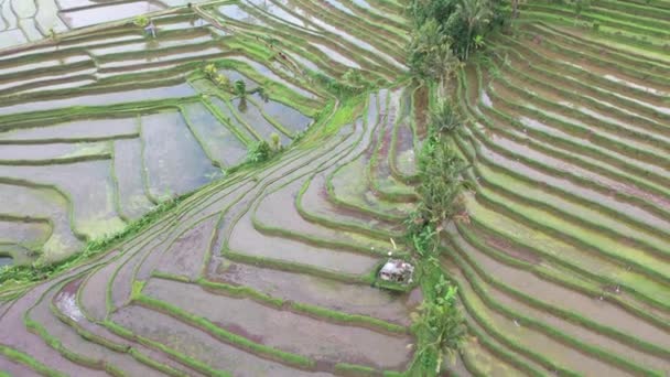 Rýžové Terasy Jatiluwih Bali Letecký Pohled Dronu Abstraktní Geometrické Tvary — Stock video