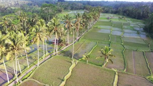 Jatiluwih Beras Teras Bali Pemandangan Udara Dari Drone Bentuk Geometris — Stok Video