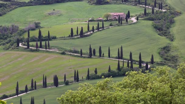 Cypresses Curving Road Tuscany Foce Italy High Quality Fullhd Footage — Vídeos de Stock
