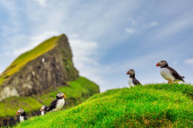 Puffins of the Faroe Islands, Mykines, Denmark, Europe. High quality photo