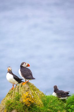 Puffins of the Faroe Islands, Mykines, Denmark, Europe. High quality photo