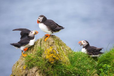 Puffins of the Faroe Islands, Mykines, Denmark, Europe. High quality photo