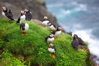 Puffins of the Faroe Islands, Mykines, Denmark, Europe. High quality photo