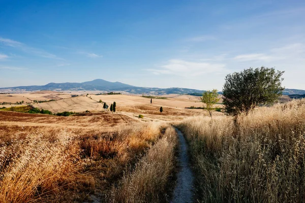 Beautiful Evening Meadows Tuscany Summertime — Φωτογραφία Αρχείου