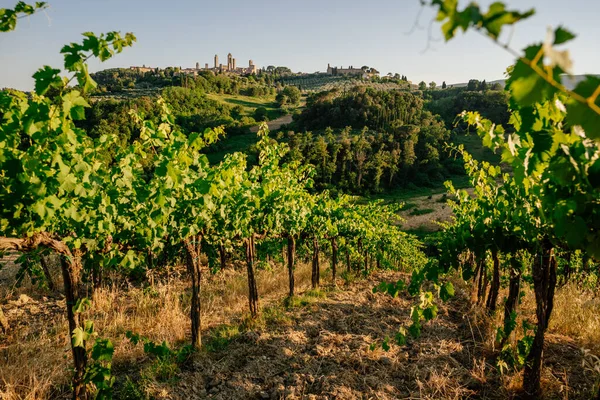 Vacker Sommardag Vingårdar San Gimignano Toscana Sommartid — Stockfoto