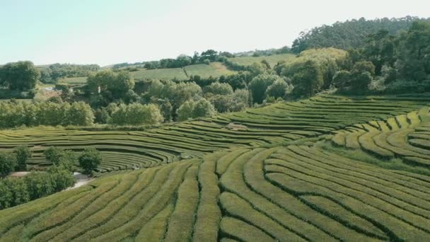 Cha Gorreana Çay Tarlasında Yeşil Tepe Terasları Azores Insansız Hava — Stok video