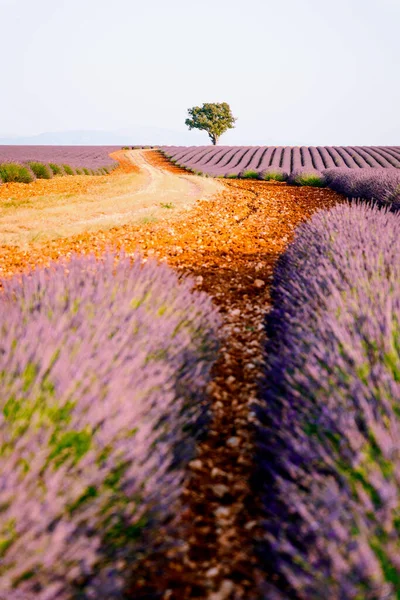 Provence Purple Lavender Field Při Západu Slunce Valensole Plateau — Stock fotografie