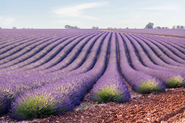 Provence Purple Lavender Field Při Západu Slunce Valensole Plateau — Stock fotografie