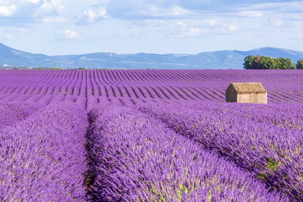 Provence Purple Lavender Kenttä Auringonlaskun Aikaan Valensole Plateau — kuvapankkivalokuva
