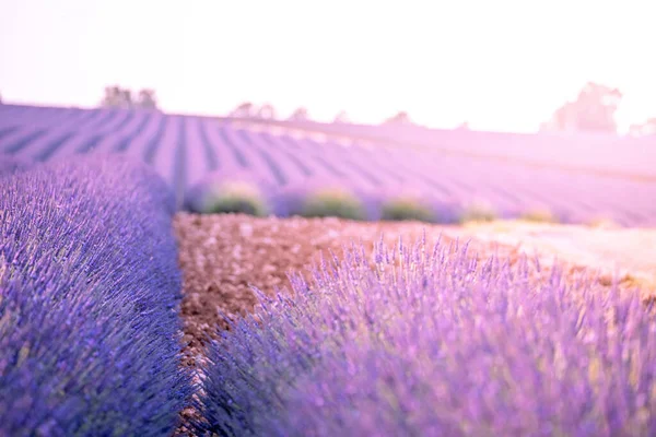 Provence Purple Lavender Feltet Ved Solnedgang Valensole Plateau – stockfoto