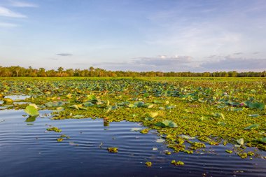 Yellow water billabong, Avustralya. Kakadu, kuzey bölgesi.