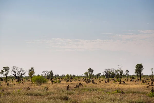 Baobab Tree Kimberley ออสเตรเล ยตะว นตก — ภาพถ่ายสต็อก