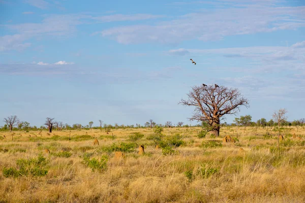 Baobab Tree Kimberley Västra Australien Landskap Stockbild