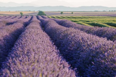 Fransa 'nın güneyindeki Provence' deki Valensole Platosu 'nda açan lavanta tarlaları üzerinde gün doğumu. 