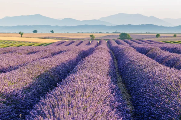 Soloppgang Lavendelfeltene Valensolplatået Provence Sør Frankrike – stockfoto