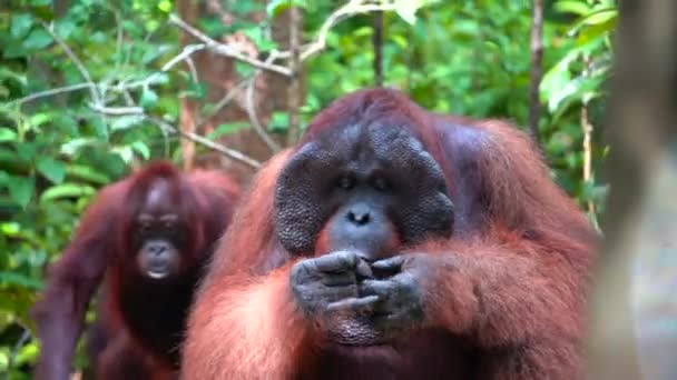 Borneanska Orangutanapan Pongo Pygmaeus Tanjung Puting Indonesien — Stockvideo